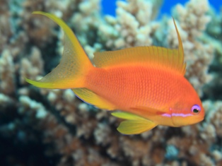 Pseudanthias Squamipinis
